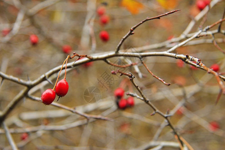 红狗在无树叶的玫瑰灌木丛上没有秋天的落叶草本植物分支图片