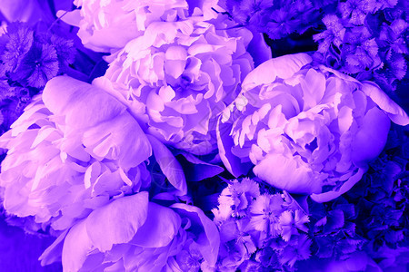 植物美丽的春天图案背景与蓝色花朵特写牡丹美丽的春天图案背景与蓝色花朵特写牡丹冬天圆圈图片