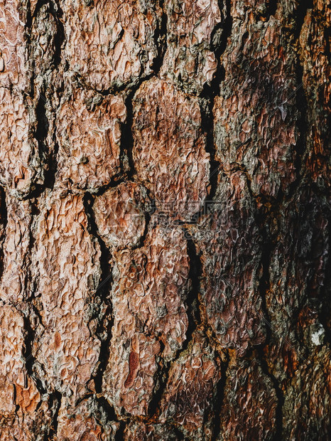 木头老的松树褐皮棕色的贴近纹理背景橡木图片