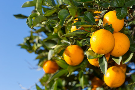 瓦伦西亚橘子农业班牙巴伦亚省典型的橙色树苗西班牙巴伦亚图片