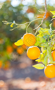 橘子冒失鬼文化西班牙巴伦亚省典型的橙色树苗西班牙巴伦亚图片