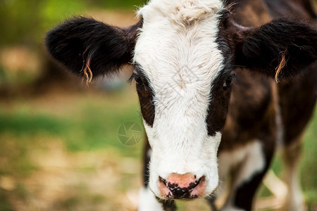 一只小牛和白紧头部在牧场上一小只牛商业年轻的眼睛图片