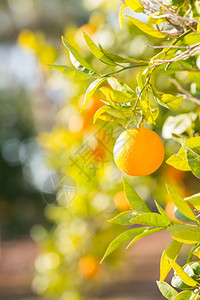 树枝上的柑橘图片