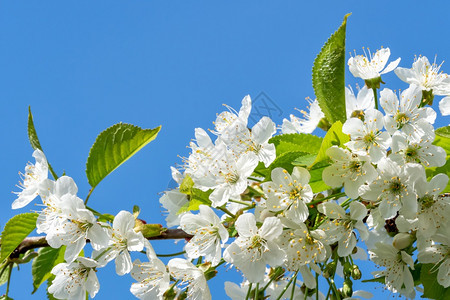 年轻的植物樱桃春天树枝上的樱花春天树枝上的樱花图片