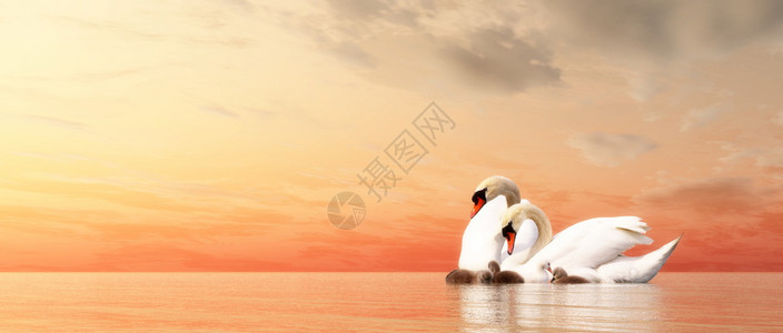 野生天鹅野生动物母亲白色的天鹅家庭在日落前漂浮水面3D使天鹅家庭设计图片