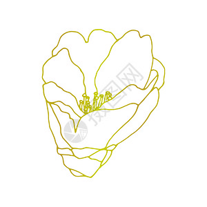 绽放形象的卡美莉娅花手绘画的插图线上工艺的花朵绘画开鲜设计原背景的详细朵元素雕刻图片