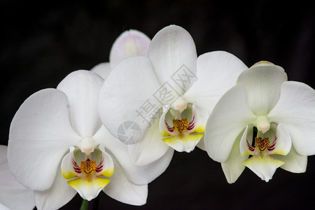 水花朵白色的黑背景白兰花图片
