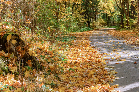 季节丰富多彩的美丽秋天森林黄树之间的小路黄树的林小路秋天的森林图片