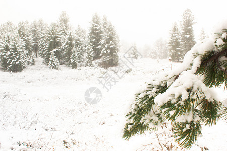 下雪林的松树分支雪美丽木头森林高清图片素材