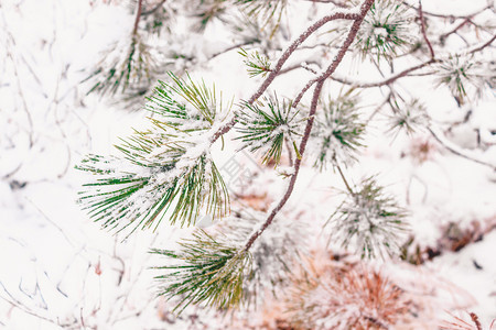 十二月霜分支机构下雪林的松树分支圣诞节高清图片素材