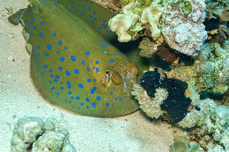 雷丝花边埃及红海Teneniura淋巴蓝斑丝卷尾带雷有毒礁动物背景