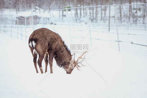 野生动物男高贵的梅花鹿日本梅花在白色背景的雪中行走高贵的梅花鹿在白色背景的雪中行走公园图片