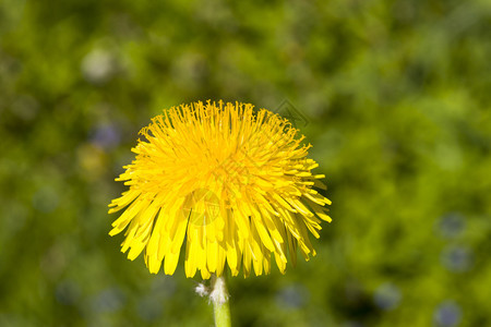 自由蒲公英在草原绿的本色下关闭自然春黄地观光闪亮的黄色花朵植物图片
