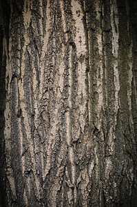 橡木树条状表面细节老的红色风化图片