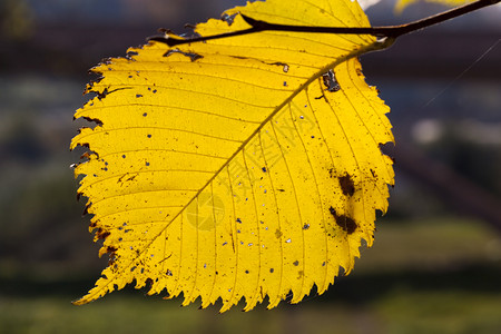 秋天树枝上一棵黄叶秋天在林中紧闭干燥细节金的图片