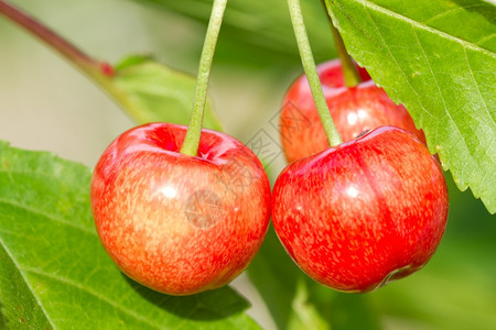 庄稼有机的甜红樱桃果在树上图片