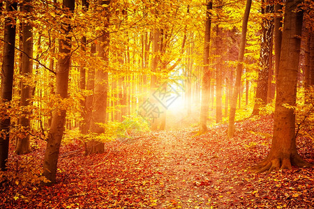 秋季森林日落图片