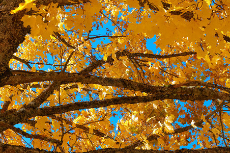 美丽树木发黄变红的叶子秋天风景树木发黄和红叶子季节泛黄图片