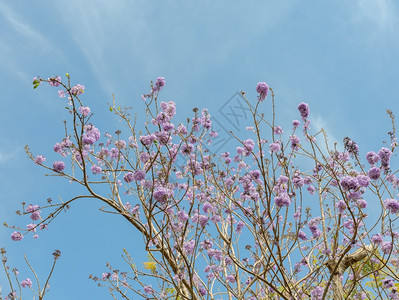明亮的贾卡兰达树蓝天背景的紫花丛色丁香图片