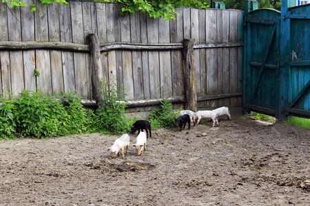 乡村的小猪在农场上欢快的跑松软小猪在谷园里玩乐的跑有机肉图片