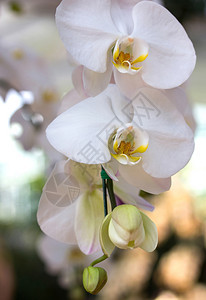 花瓣热带白正卤阳兰花丰富多彩的图片