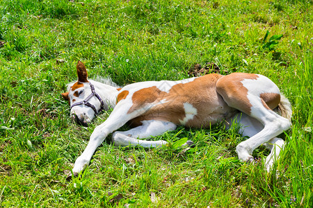 新生的胎儿躺在绿草地上新生的白色棕黄花睡在青草中哺乳动物迷人的懒惰图片