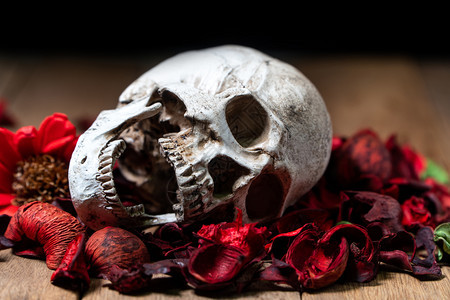 骨骼在人头前放红干鲜花上木背景的和万圣节概念优质的可怕图片