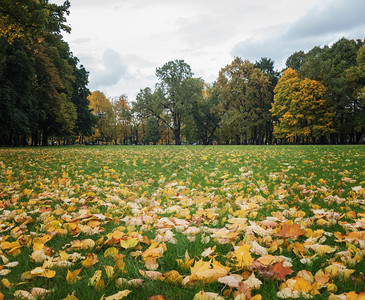 草地上满地的落叶图片