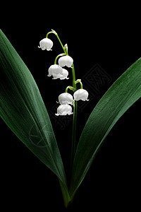 乡村白色的植物学被黑背景隔离的Convallariamajalis山谷的Lily紧地关上图片