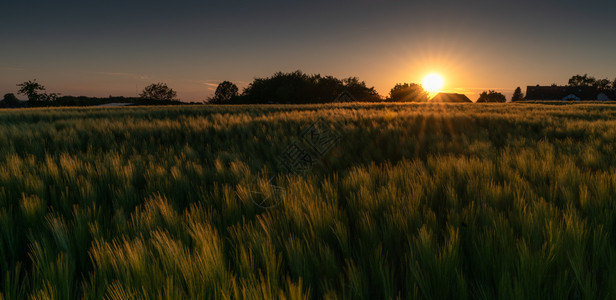 德国黄金时分日落玉米田的全景图象园诗般的植物群麦田图片