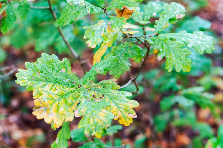 美丽的地面黄色湿橡树叶黄色的湿橡树叶秋天的风景植物图片
