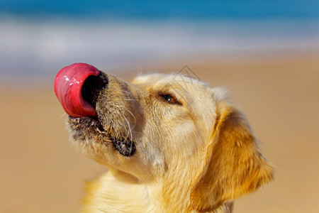 黄金追寻色猎犬的好样板耳朵寻回犬愉快图片