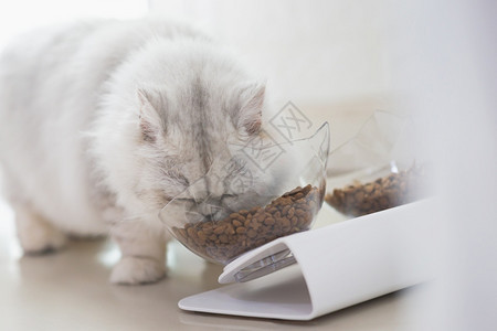 舌头可爱的猫在地板上从碗里吃迷人的哺乳动物图片