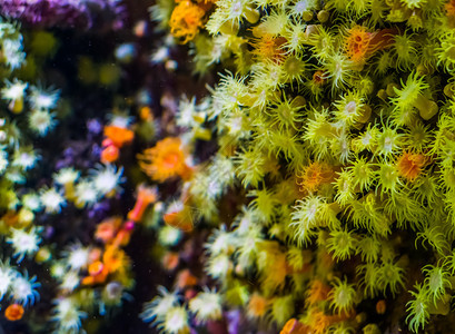 以大型封闭海洋生物背景为主的zoantharia海葵形花彩地毯掠夺聚集异国情调图片