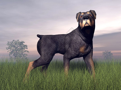 罗特韦勒狗站在草地上被云雾的天气笼罩罗特维勒狗3D站立面对形象的图片