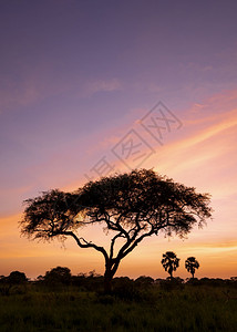 的全景乌干达MurchisonFalls公园日出目的地图片