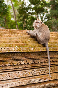印度尼西亚乌布德圣猴子森林长尾马卡法眼自然丛林富有表现力的图片
