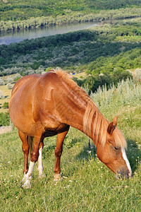 绿色星光喂养棕马匹在草地上放牧美的风景褐色马图片