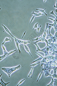 组织培养中前列腺癌细胞显示墙壁核心和器官的显微镜以示男形态学细胞器图片