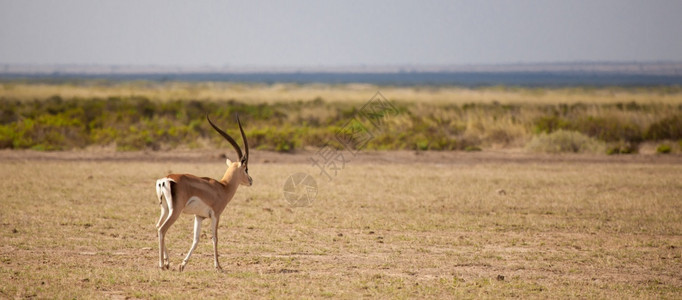 马赛国民羚羊正在离开肯尼亚草原的景象警报图片