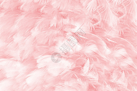 可爱的鸟时尚美丽柔软粉色羽毛图案背景图片