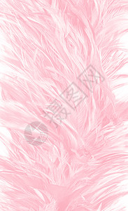 美丽的柔软粉色羽毛图案背景爱时尚孔雀图片
