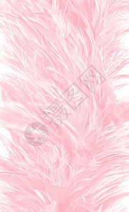 美丽的柔软粉色羽毛图案背景爱时尚孔雀图片