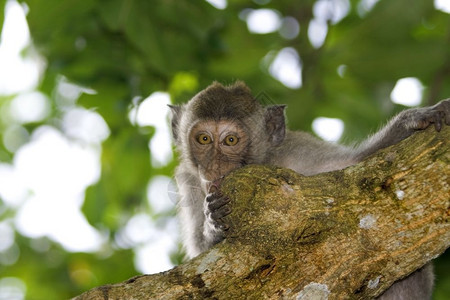 印度尼西亚巴厘岛的一只木猴异国情调红树民图片