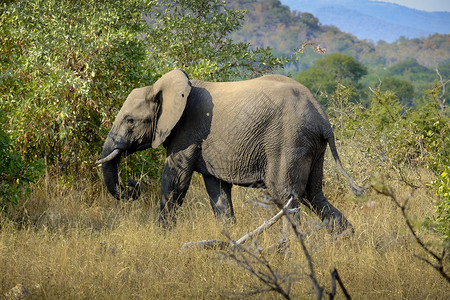 草野外一只孤独的非洲大象爱荒野图片