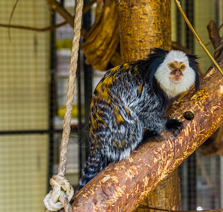 白色的头玛默塞一个流行的猴子来自巴西异国可爱宠物动学扎里斯常见的图片