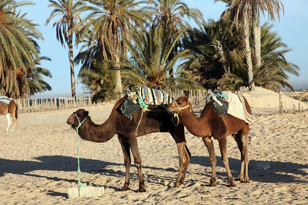 骆驼在撒哈拉沙漠运输图片