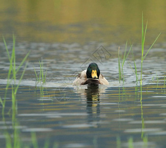 河池塘动物雄野鸭在水池中静漂浮在草地的马拉德鸭之间图片