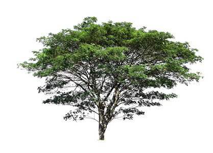 剪下白色背景上隔离的树木用于设计并有剪切路径的热带树和生长孤独图片