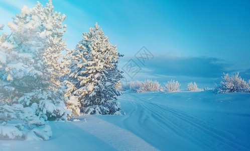 季节霜户外美丽的圣诞风景冬季与松林海滨沙丘图片